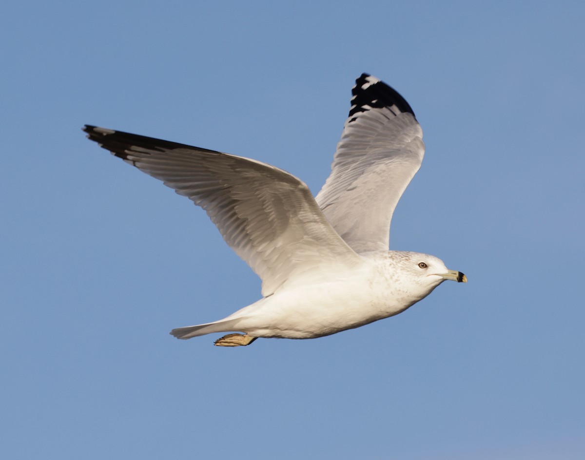 Ring-billed Gull - ML646803016