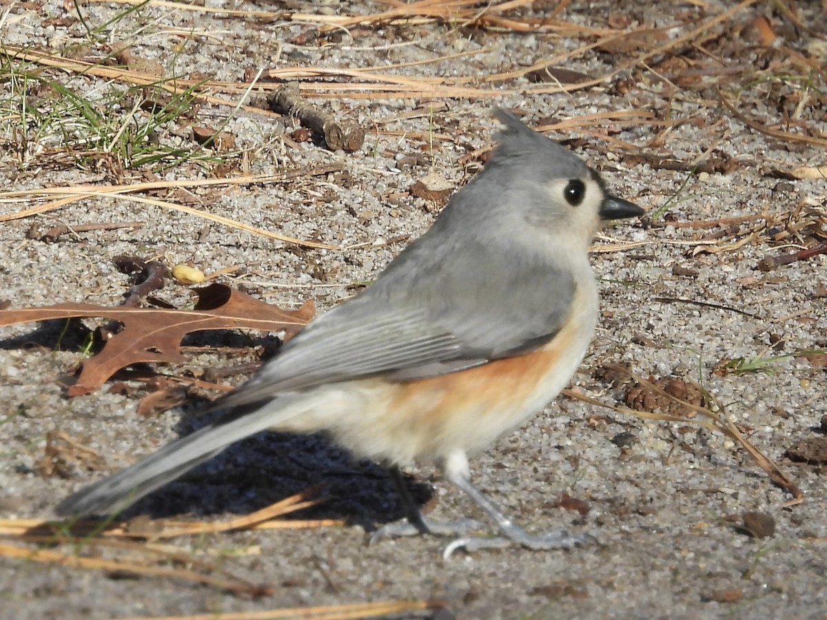 Ak Tepeli Baştankara - ML646803017