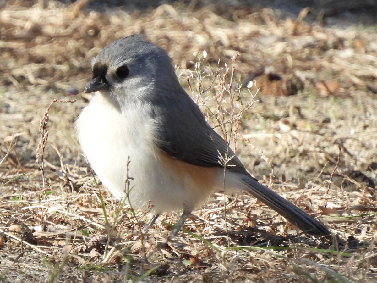 Ak Tepeli Baştankara - ML646803018