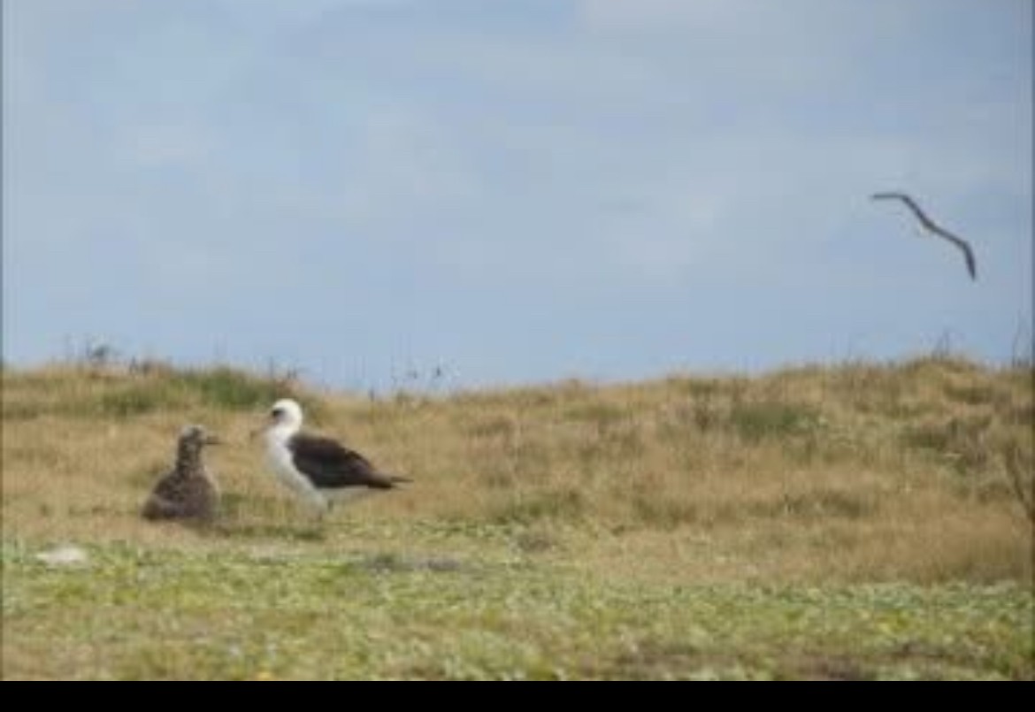 Laysan Albatross - ML646803021