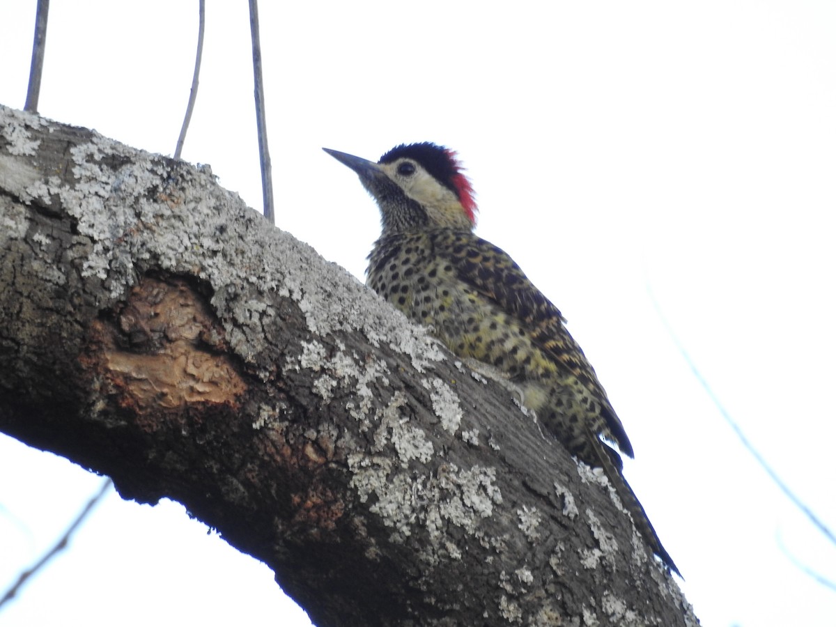 Декол плямистоволий - ML646803023