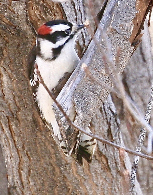 dunspett - ML646803024