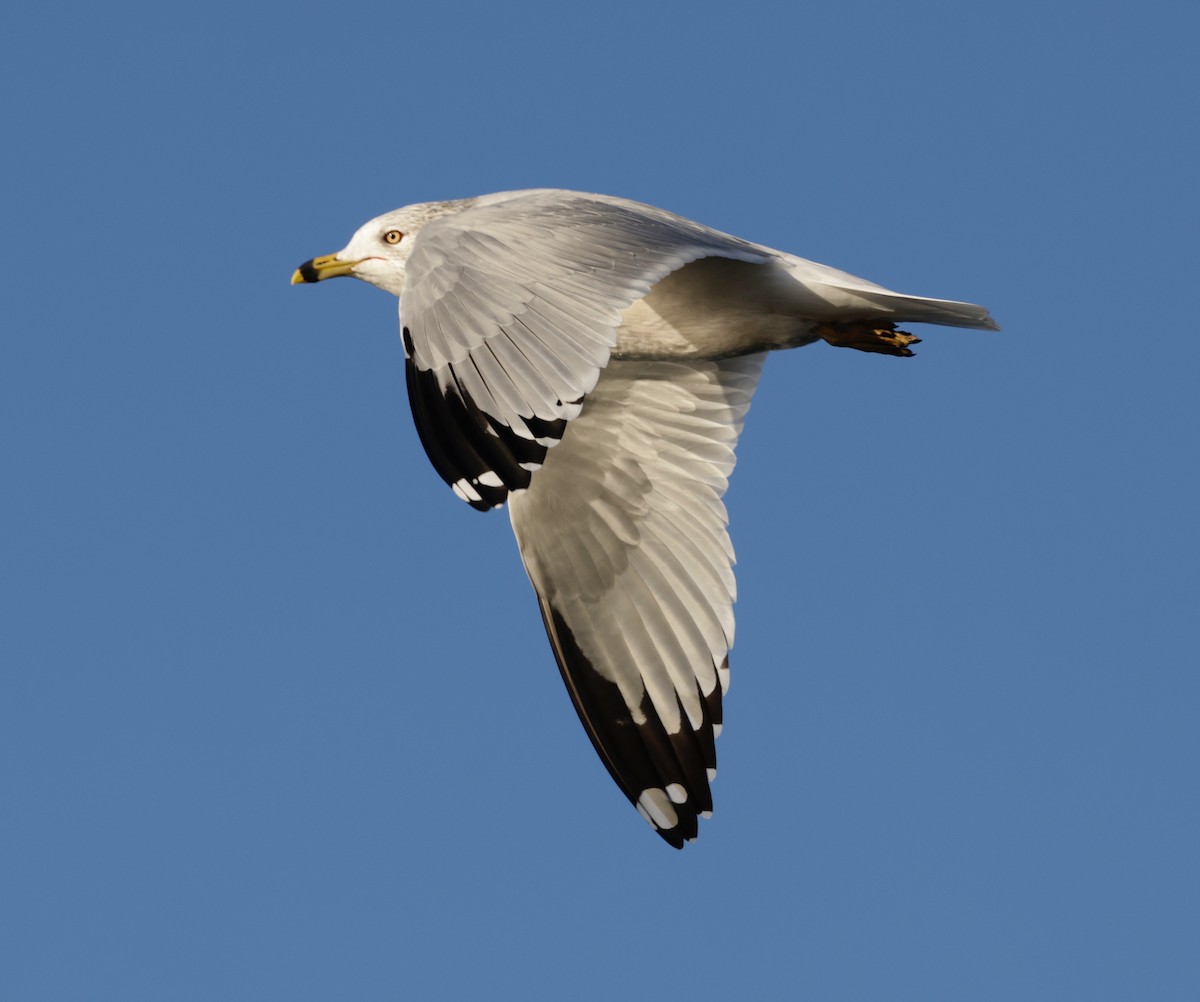 Ring-billed Gull - ML646803025