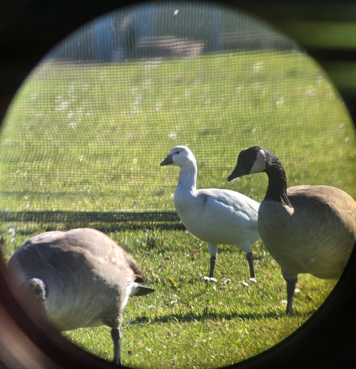 Цасны галуу - ML646803030