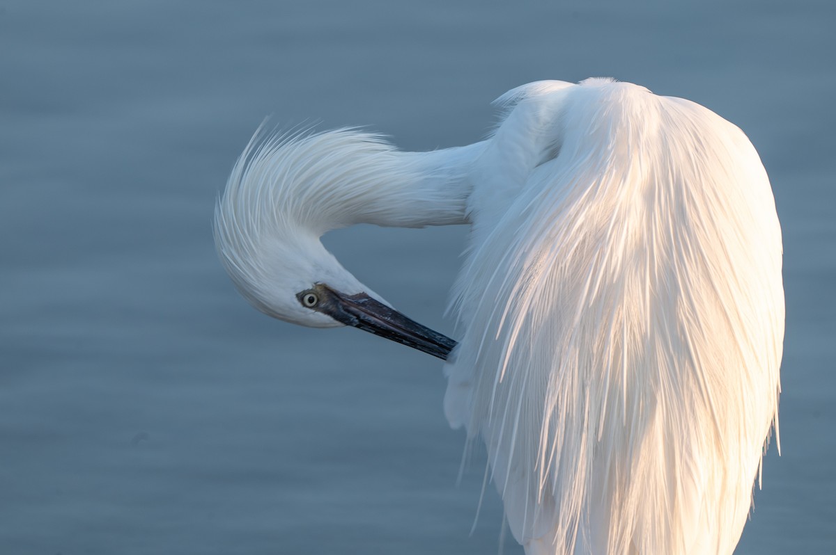Reddish Egret - ML646803031