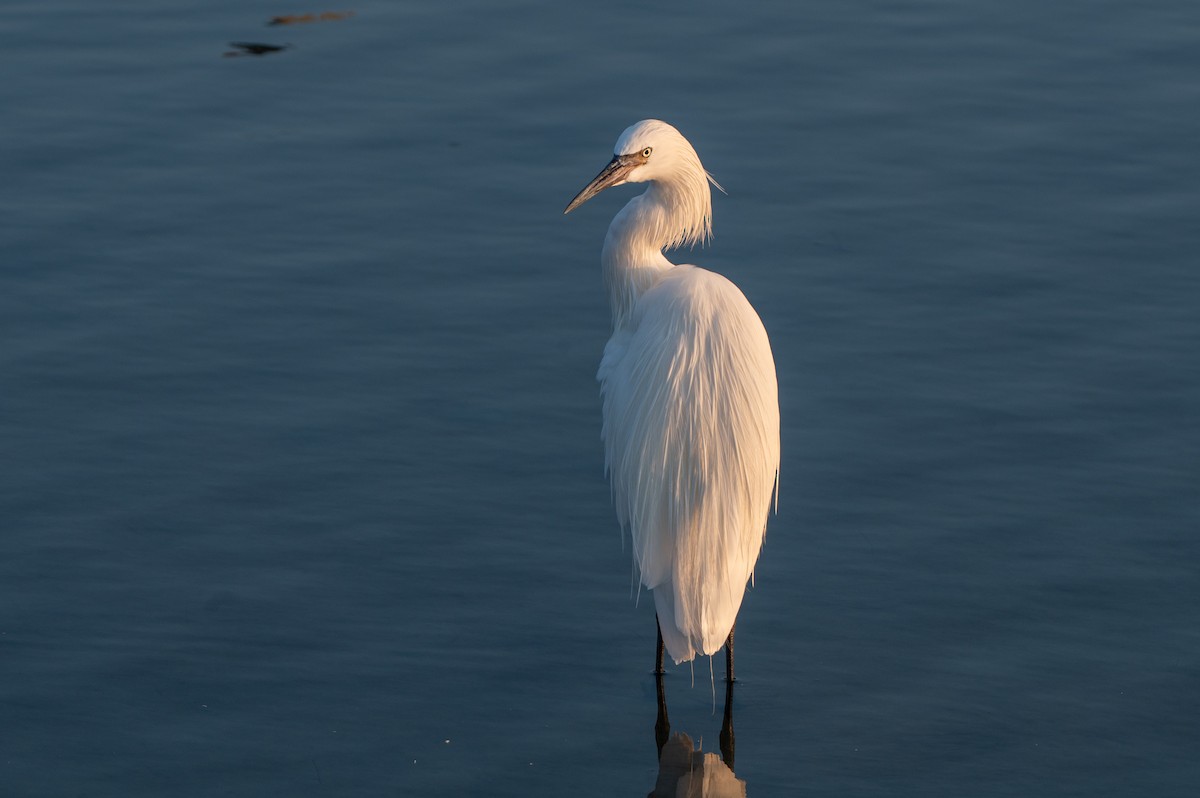 Reddish Egret - ML646803032