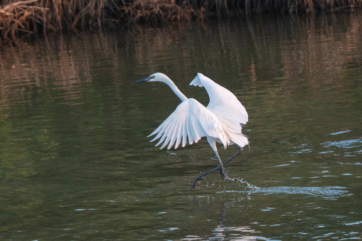 Reddish Egret - ML646803033