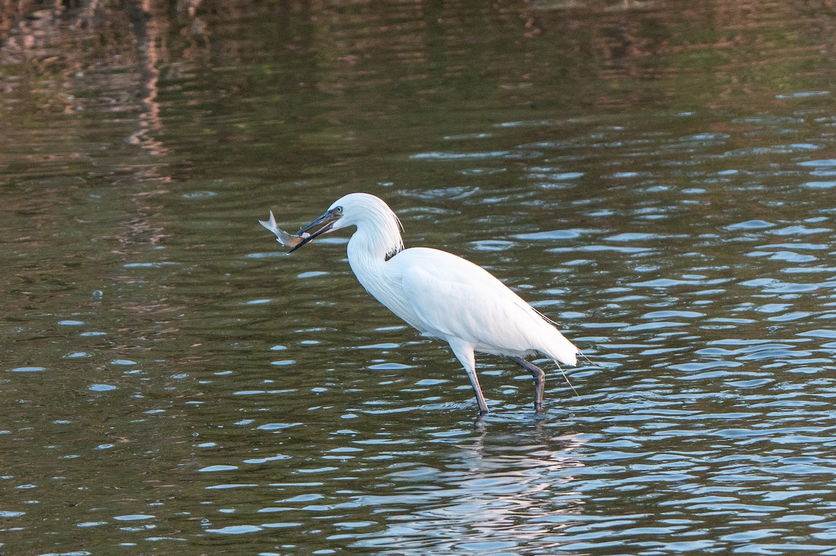 Reddish Egret - ML646803034