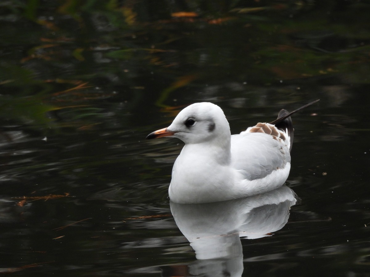 Black-headed Gull - ML646803035