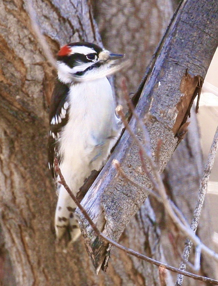 dunspett - ML646803037