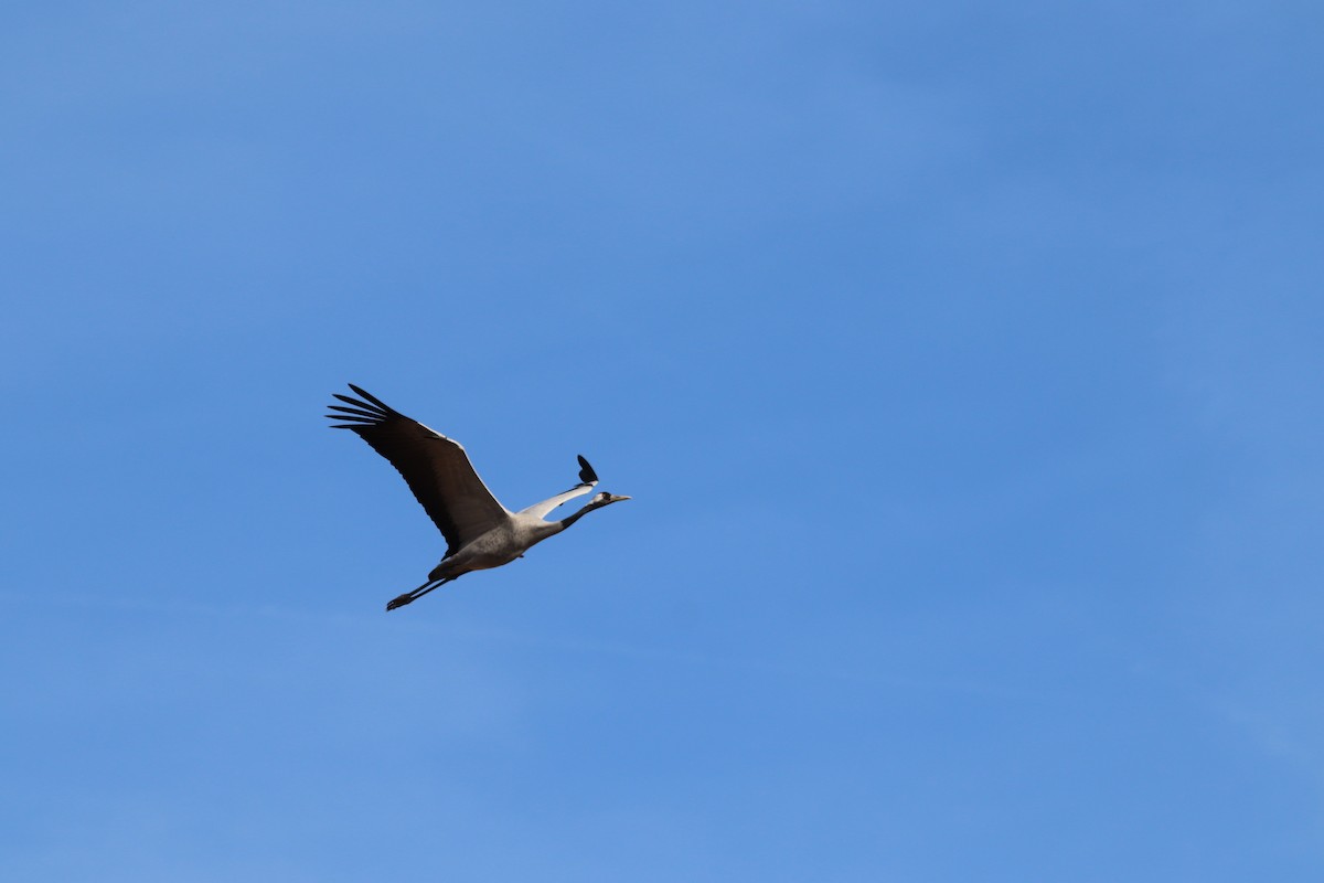 Grue cendrée - ML646803038