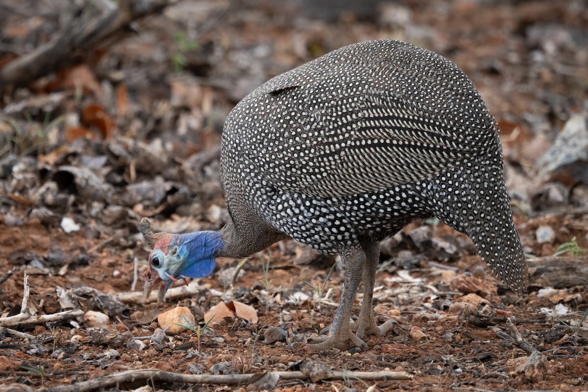Helmeted Guineafowl - ML646803040