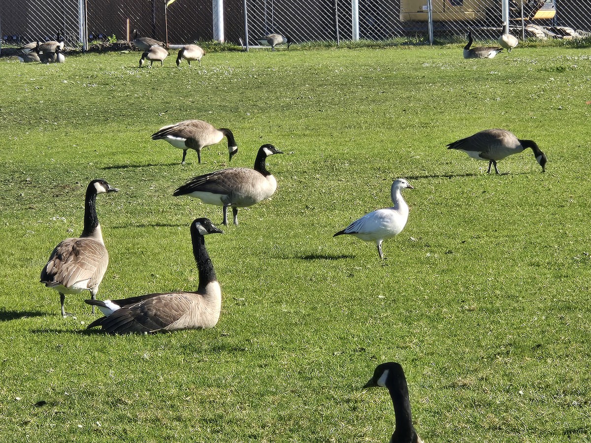 Цасны галуу - ML646803042