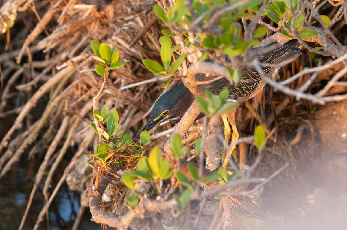 אנפית ירוקה - ML646803043