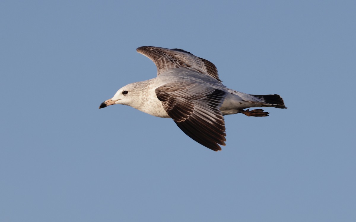 Ring-billed Gull - ML646803044