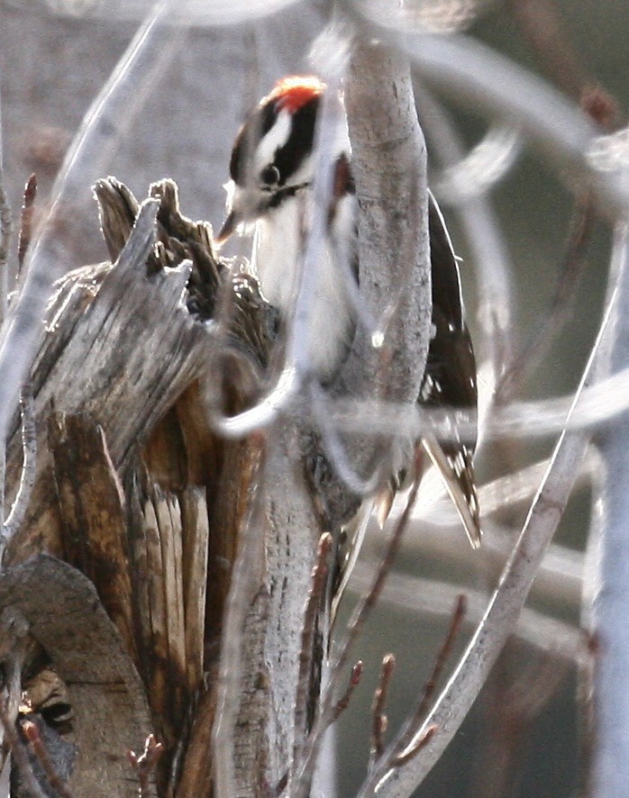 dunspett - ML646803046