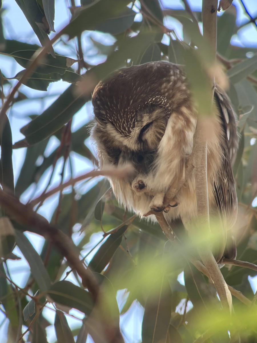 Northern Saw-whet Owl - ML646803047