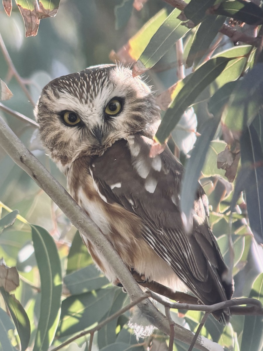 Northern Saw-whet Owl - ML646803048