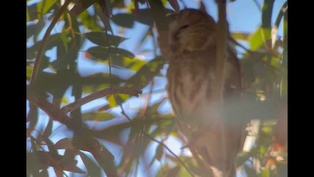 Northern Saw-whet Owl - ML646803049