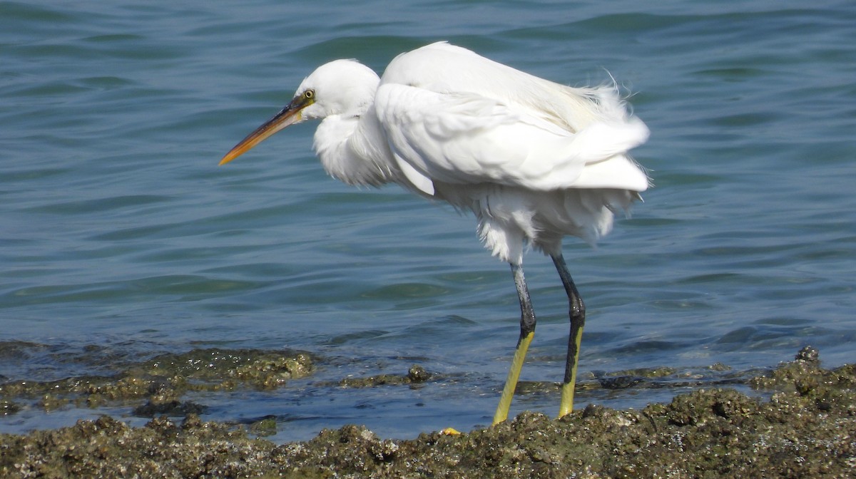 Garceta Dimorfa - ML646803051