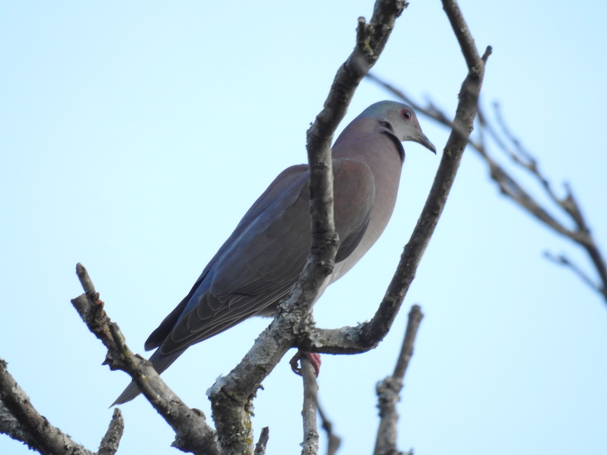 Pale-vented Pigeon - ML646803052