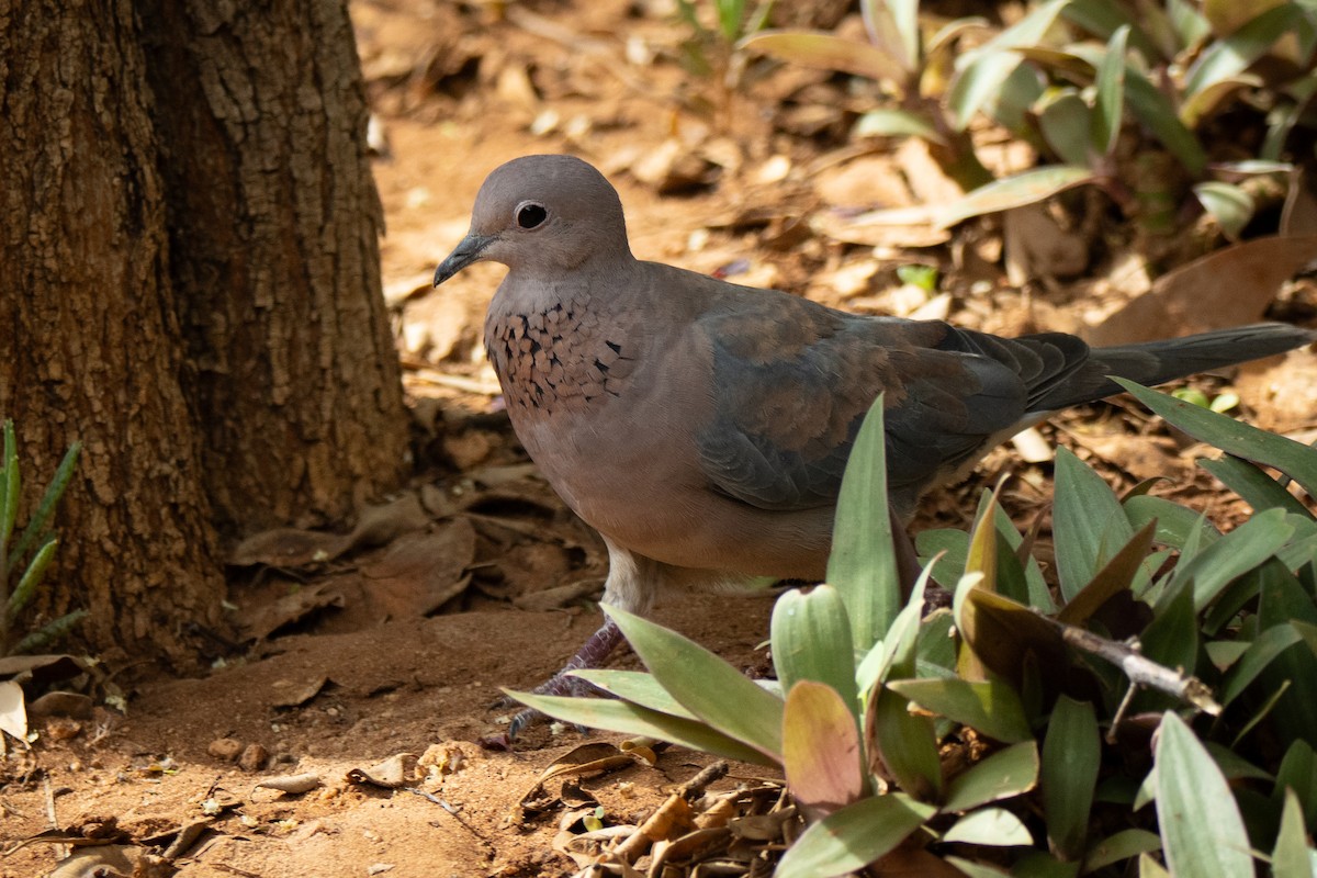 Laughing Dove - ML646803053
