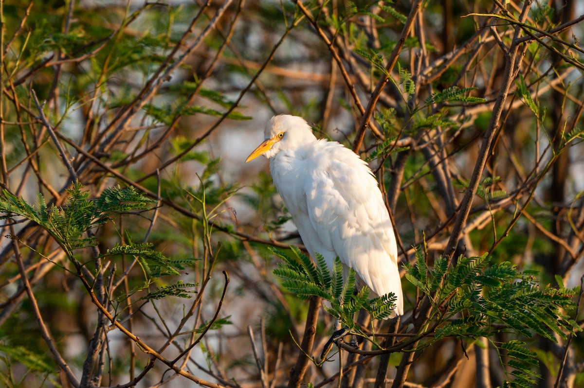 אנפית בקר מערבית - ML646803055