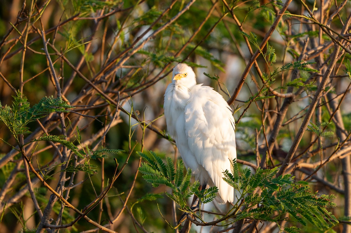 אנפית בקר מערבית - ML646803056