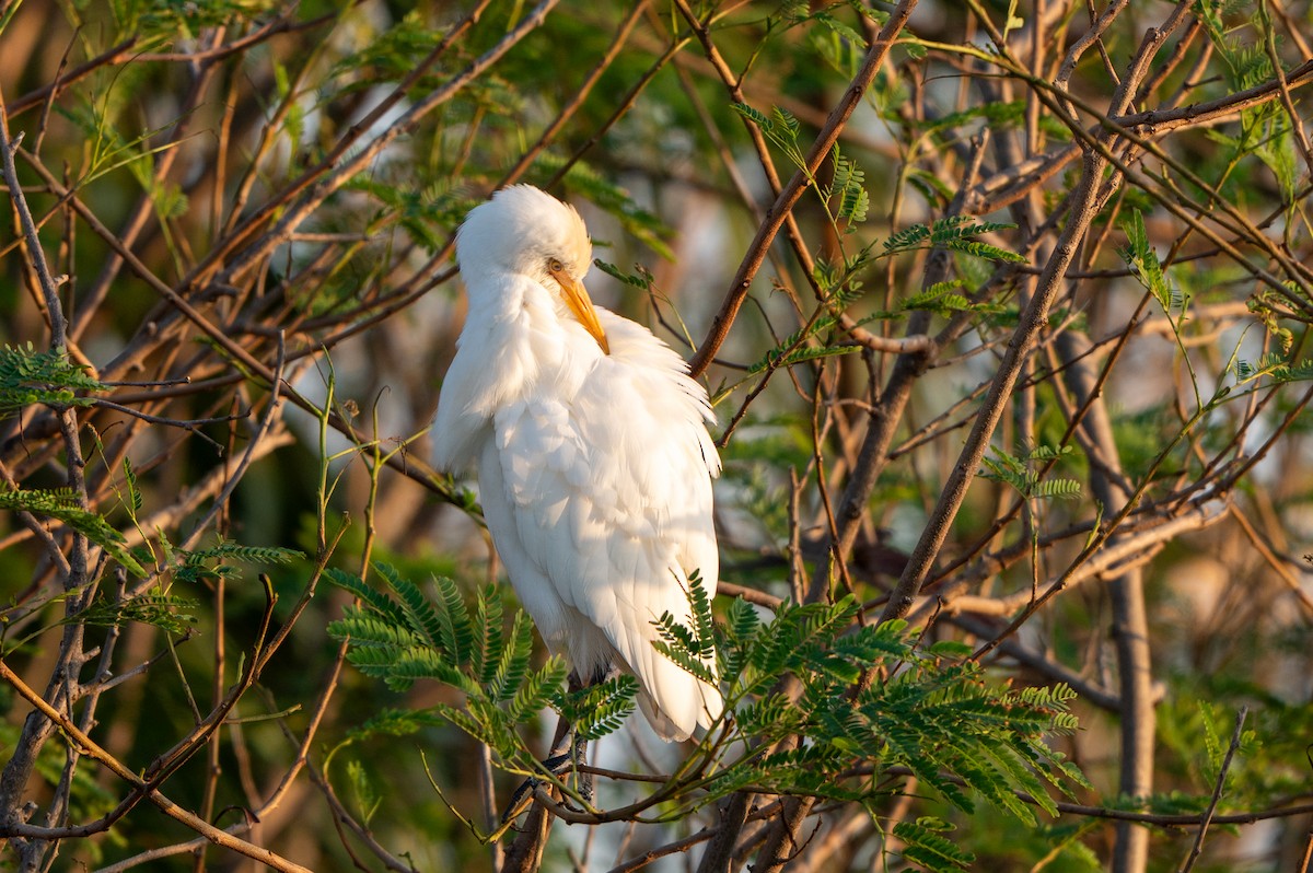 אנפית בקר מערבית - ML646803057