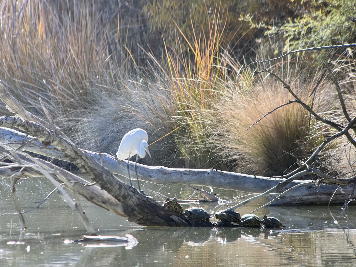 Great Egret - ML646803058