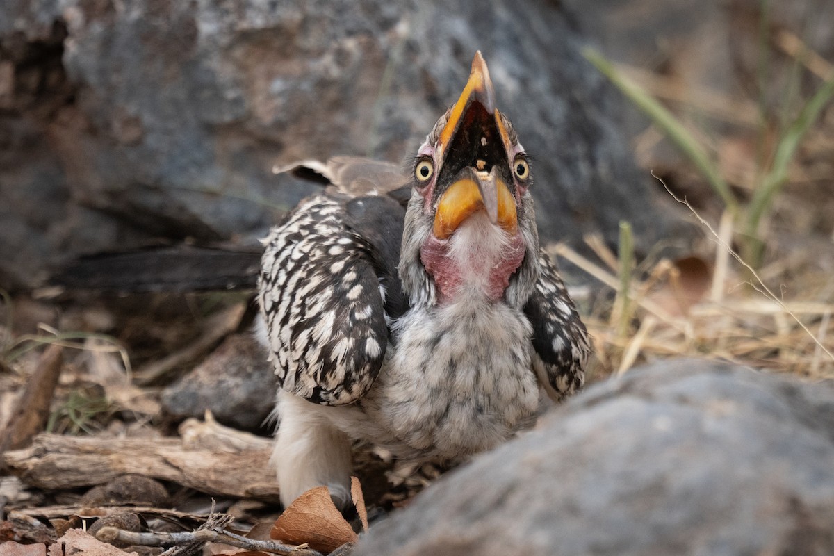 Southern Yellow-billed Hornbill - ML646803060
