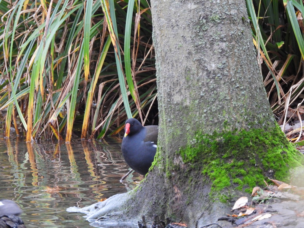 Eurasian Moorhen - ML646803062