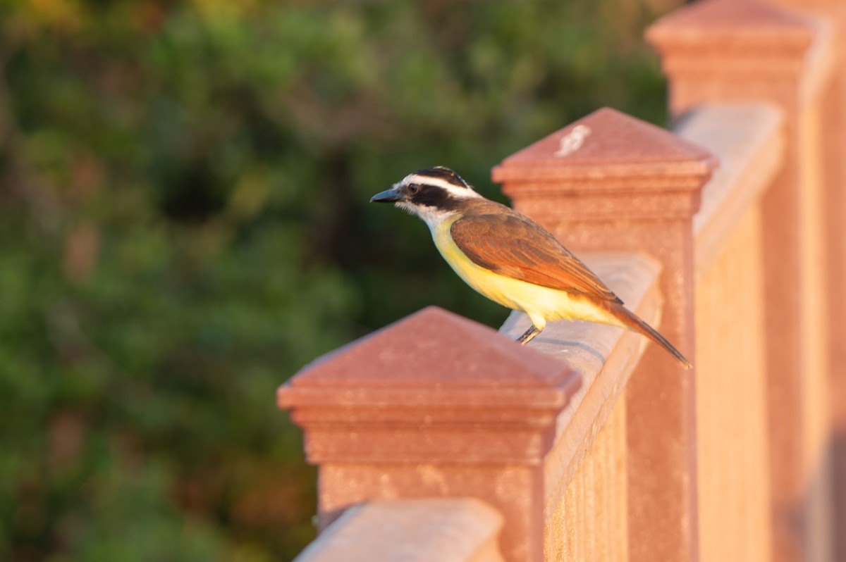 Great Kiskadee - ML646803067