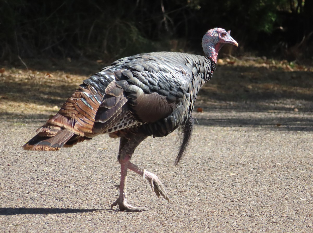 Індик великий - ML646803068