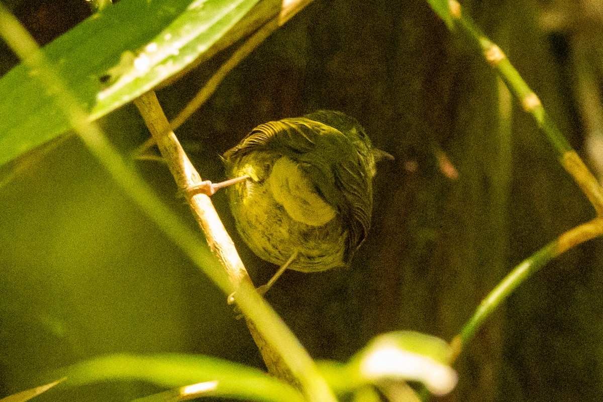 Olive-striped Flycatcher - ML646803071