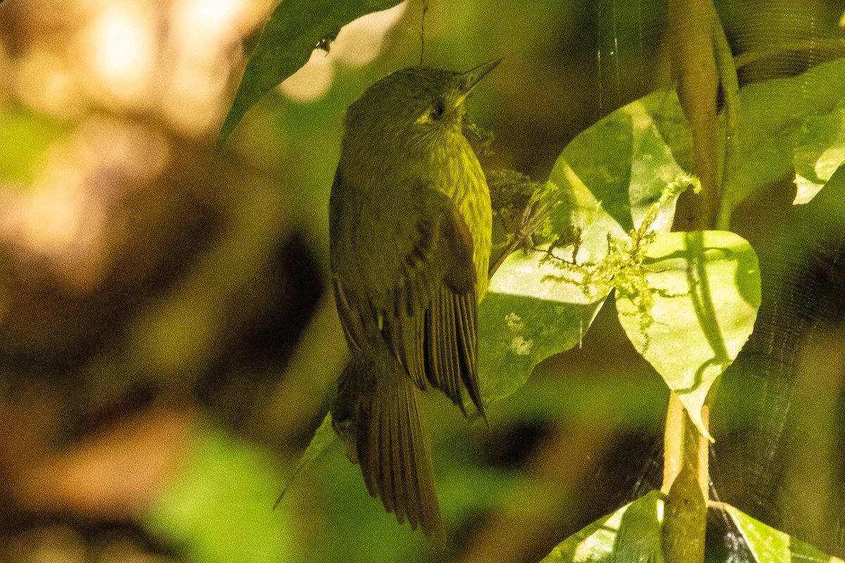 Olive-striped Flycatcher - ML646803074