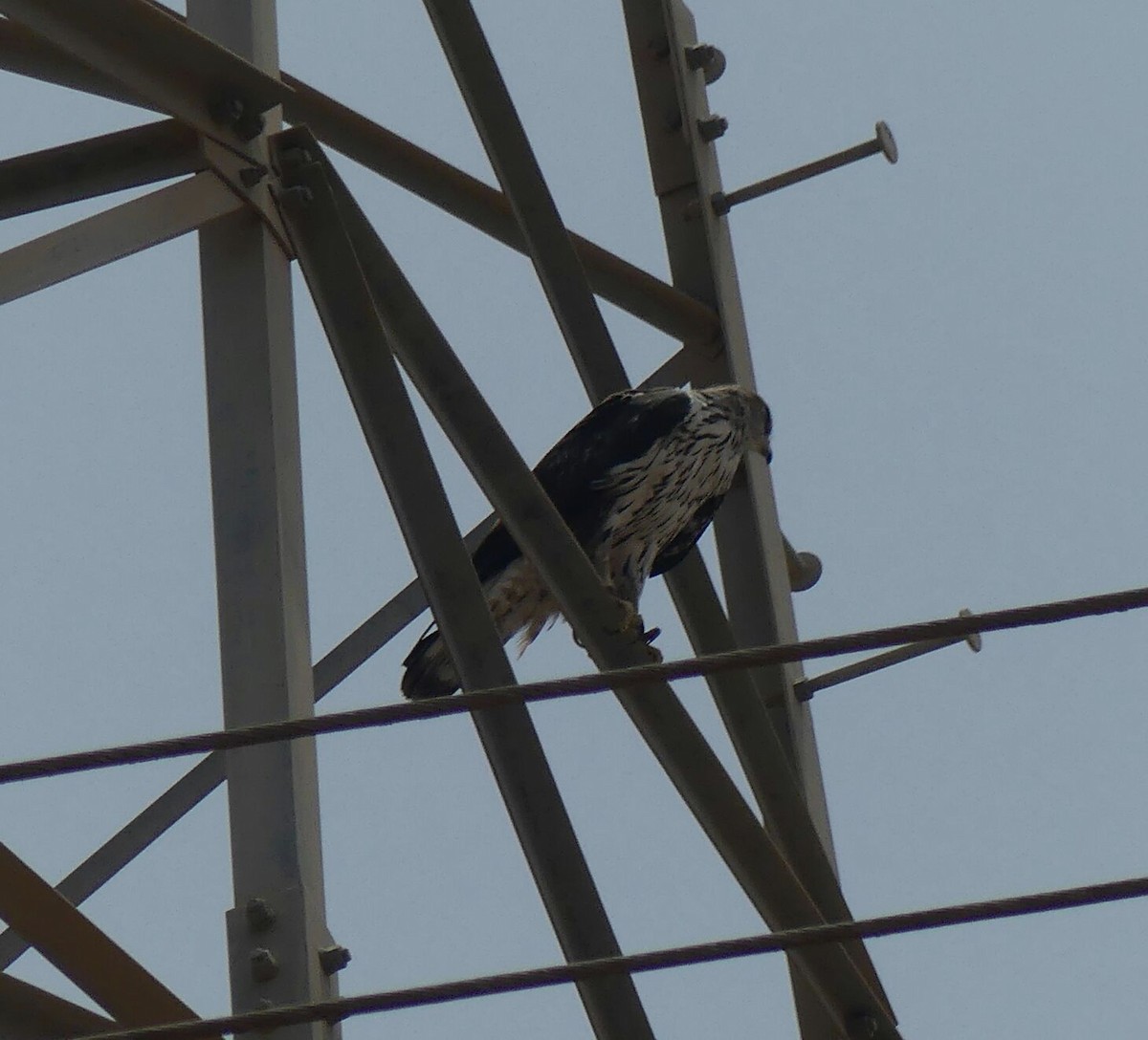 עיט ניצי - ML646803075