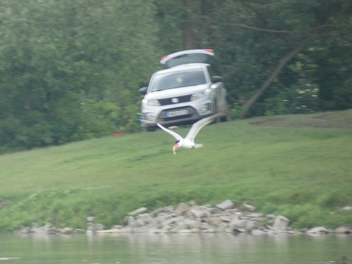 שחפית כספית - ML646803076