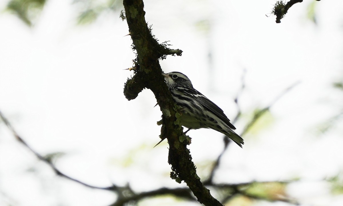 Black-and-white Warbler - ML646803080