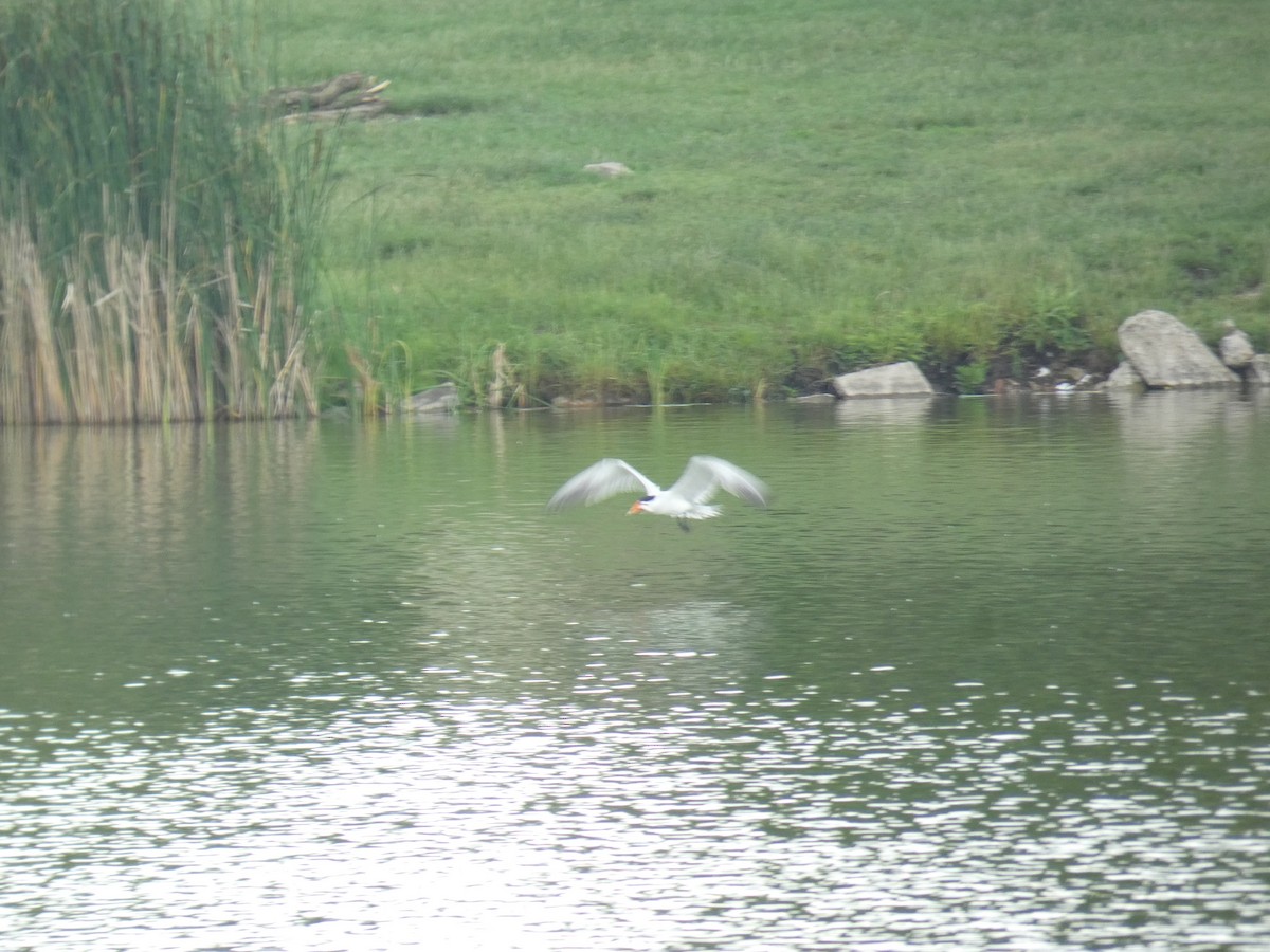 שחפית כספית - ML646803081