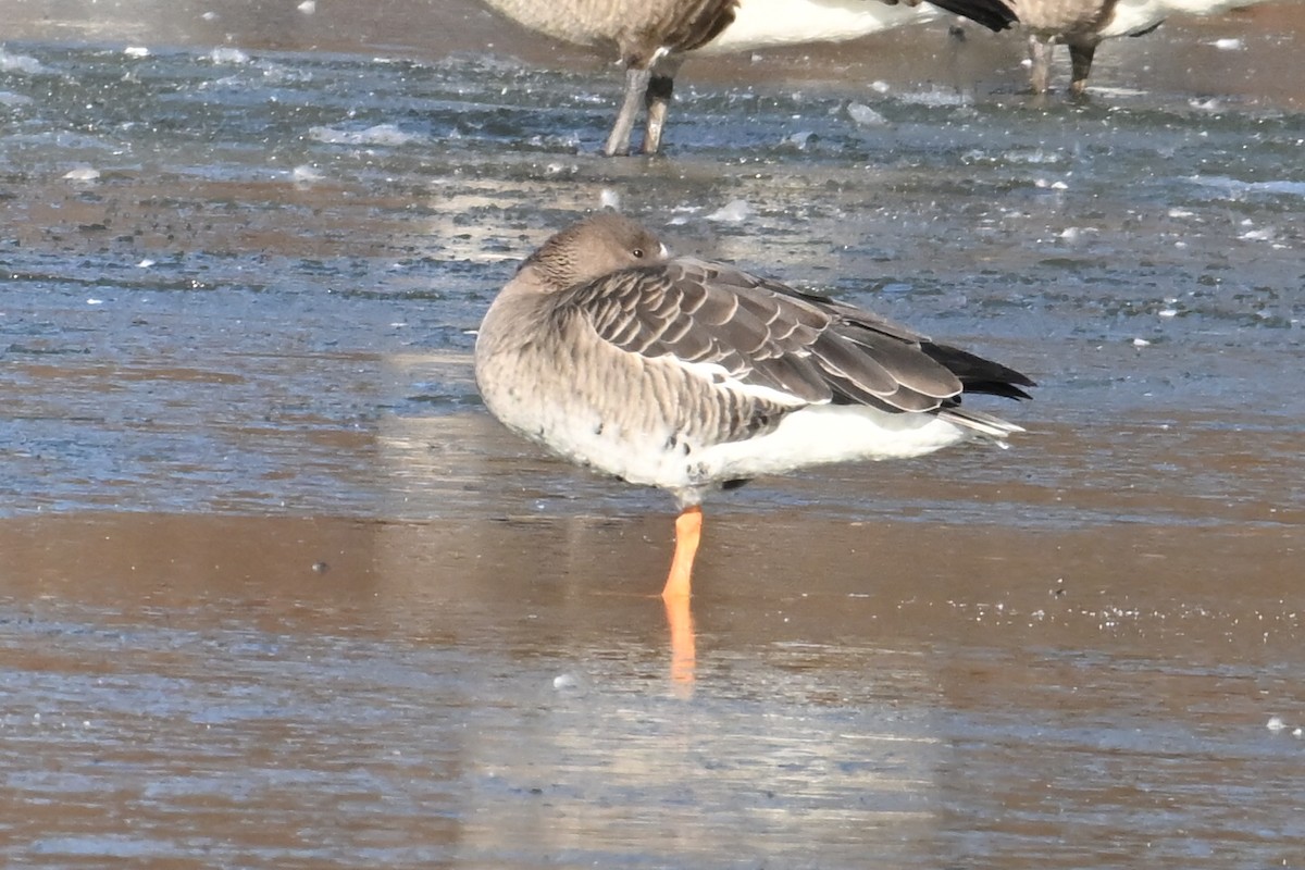 Greater White-fronted Goose - ML646803082