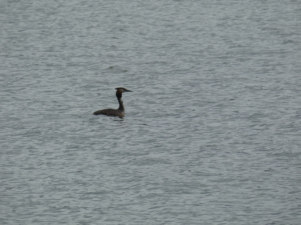 טבלן מצויץ - ML646803084