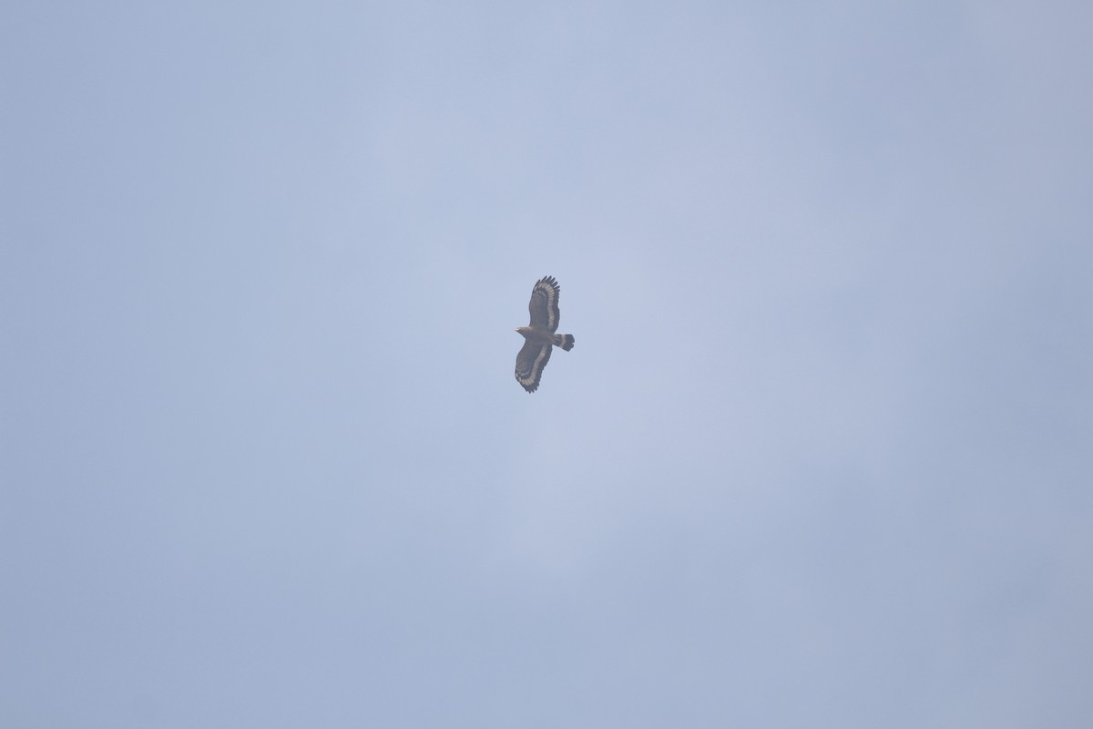 Serpentaire bacha - ML646803092