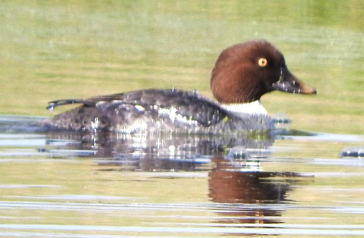 Гоголь - ML646803094