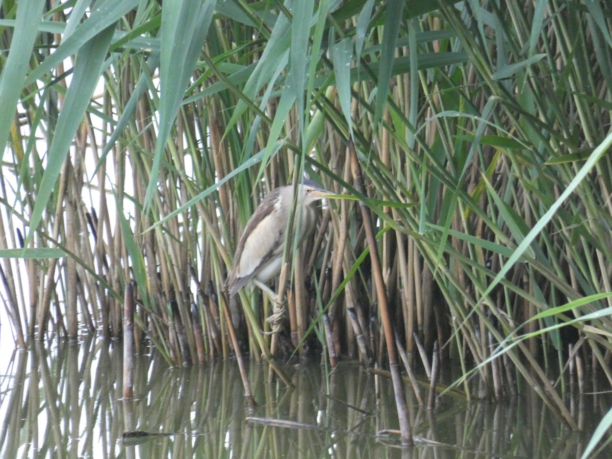 אנפית גמדית - ML646803096