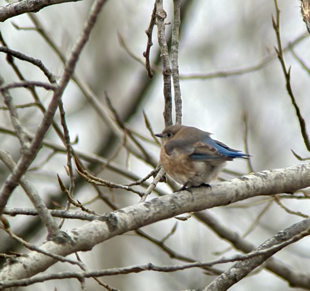 Azulejo Oriental - ML646803097