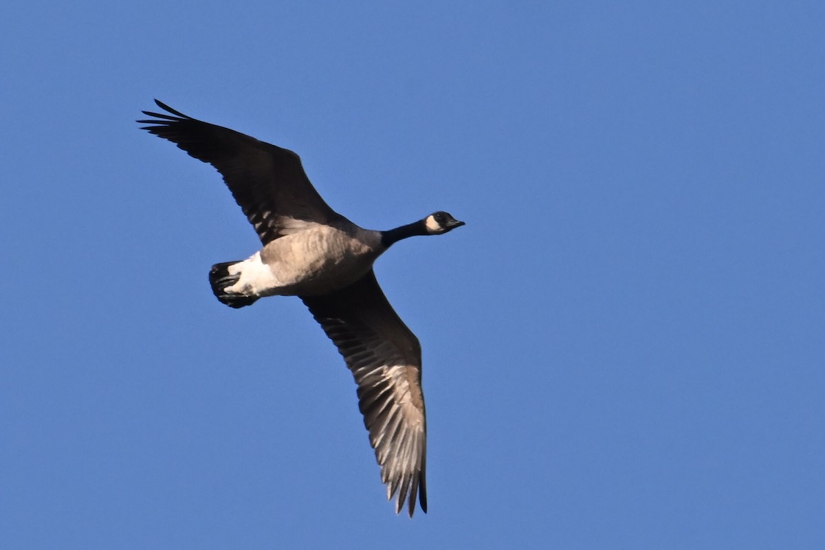 Cackling Goose - ML646803099