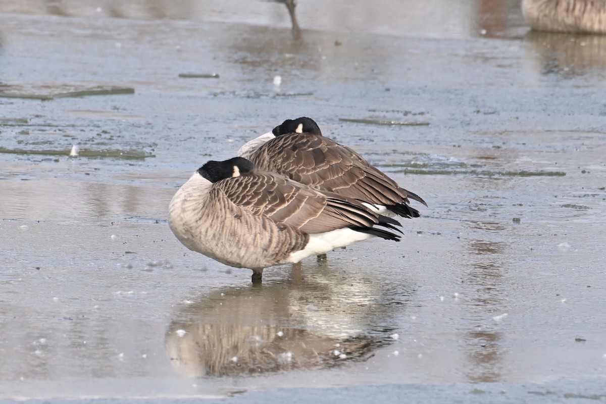 Canada Goose - ML646803100