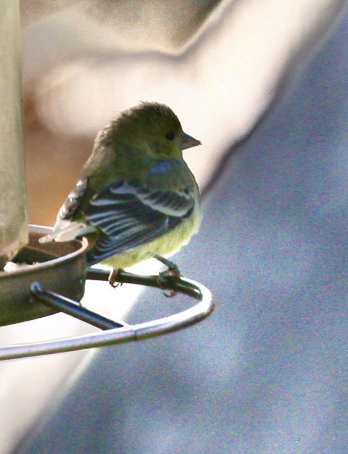 småstillits - ML646803101