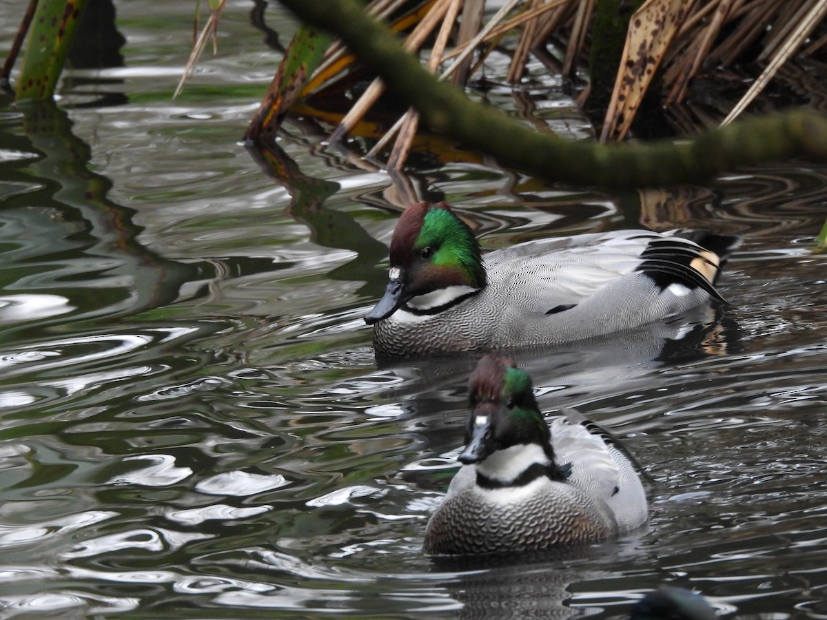 שרשיר - ML646803107